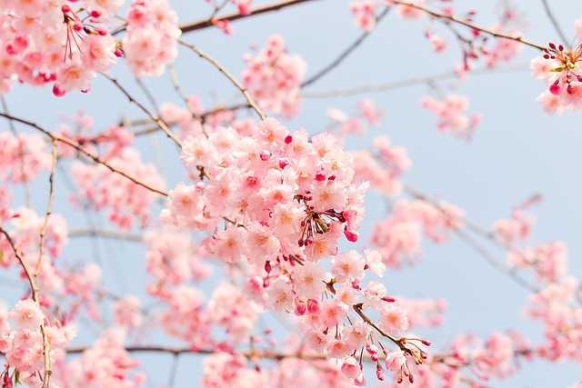 桜画像