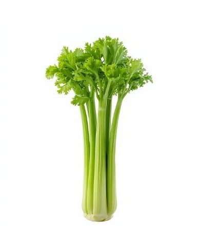 長物野菜の業務用イメージ（セロリ）